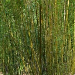 Bambou : Pot De 5 Litres 6 Bambou : Pot De 5 Litres -Emerald Soldes 15449 003