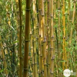 Bambou : Pot De 5 Litres 7 Bambou : Pot De 5 Litres -Emerald Soldes 15449 004