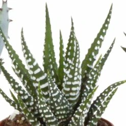 Gasteria, Haworthia Et Leurs Caches-pots, Box De 5 Plantes - H11cm, ø6,5cm - Plantes D'intérieur -Emerald Soldes 15aaf867e861acbf