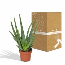Aloe Vera - H30cm, ø12cm - Plante D'intérieur Succulente -Emerald Soldes 16c113bef3fab416