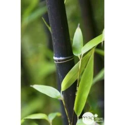 Bambou Moyen Phyllostachys Nigra 150/200 Cm: Pot De 18 Litres 10 Bambou Moyen Phyllostachys Nigra 150/200 Cm: Pot De 18 Litres -Emerald Soldes 170450 001