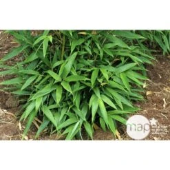 Bambou Moyen Phyllostachys Nigra 150/200 Cm: Pot De 18 Litres 12 Bambou Moyen Phyllostachys Nigra 150/200 Cm: Pot De 18 Litres -Emerald Soldes 170450 003