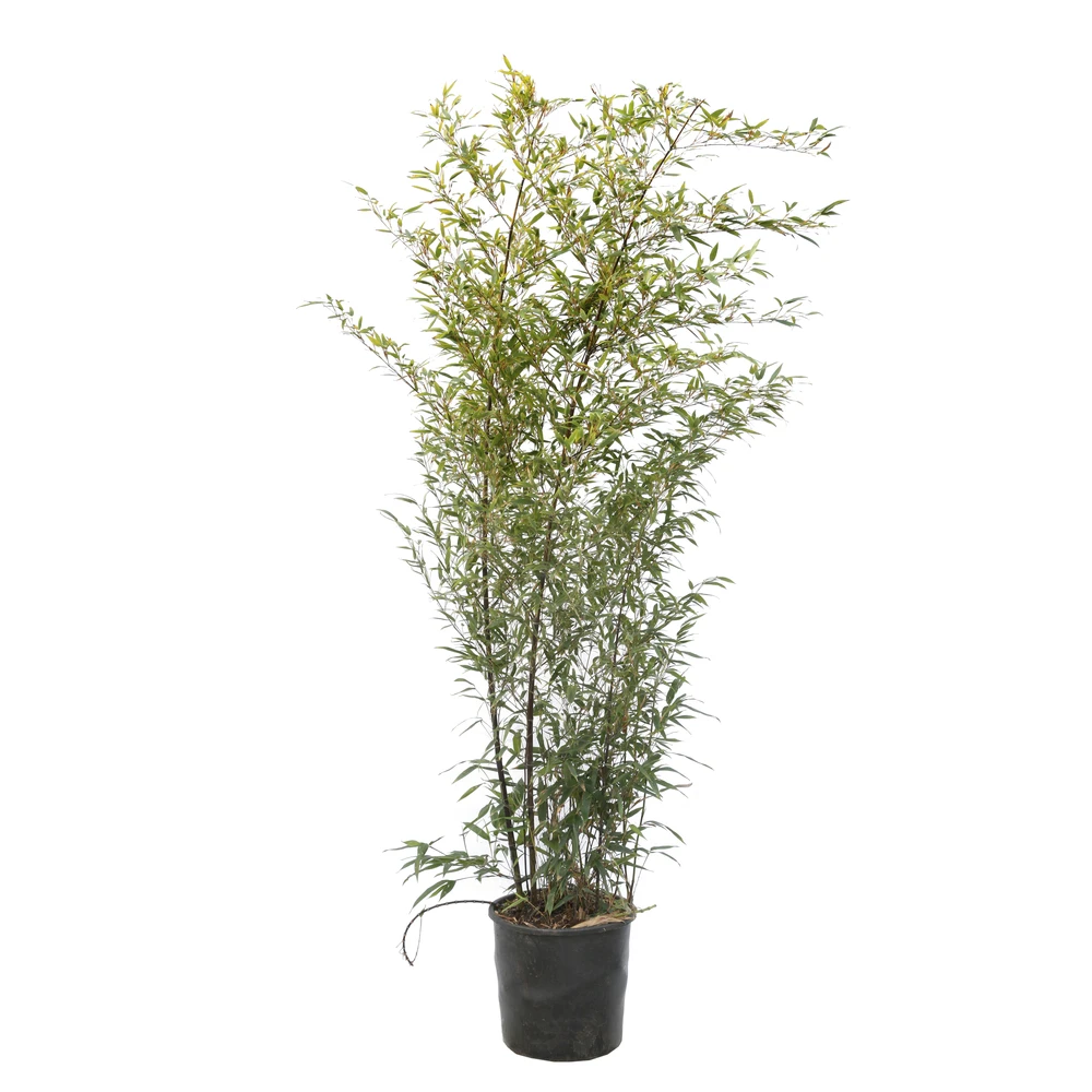 Bambou Moyen Phyllostachys Nigra 150/200 Cm: Pot De 18 Litres 3 Bambou Moyen Phyllostachys Nigra 150/200 Cm: Pot De 18 Litres – Image 3