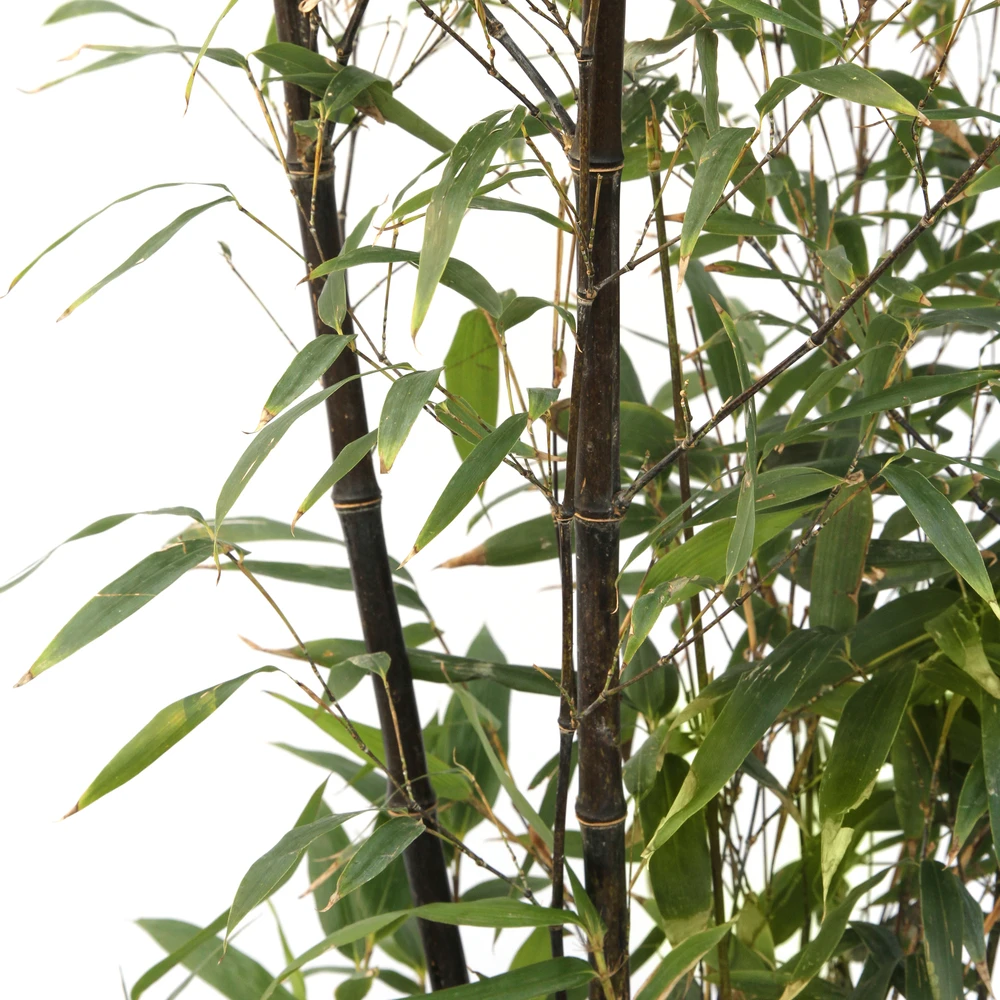 Bambou Moyen Phyllostachys Nigra 150/200 Cm: Pot De 18 Litres 1 Bambou Moyen Phyllostachys Nigra 150/200 Cm: Pot De 18 Litres