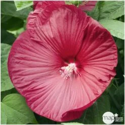 Hibiscus Moscheutos : Conteneur De 5 Litres 8 Hibiscus Moscheutos : Conteneur De 5 Litres -Emerald Soldes 171264 001