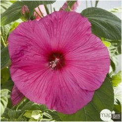 Hibiscus Moscheutos : Conteneur De 5 Litres 9 Hibiscus Moscheutos : Conteneur De 5 Litres -Emerald Soldes 171264 002