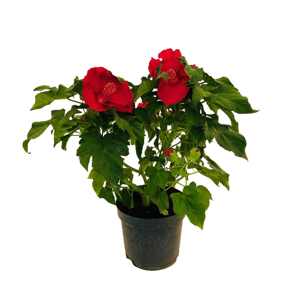 Hibiscus Moscheutos : Conteneur De 5 Litres 1 Hibiscus Moscheutos : Conteneur De 5 Litres