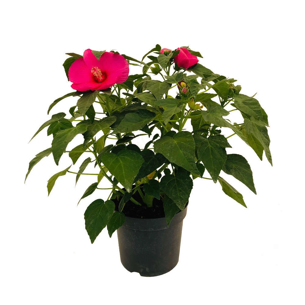 Hibiscus Moscheutos : Conteneur De 5 Litres 3 Hibiscus Moscheutos : Conteneur De 5 Litres – Image 3
