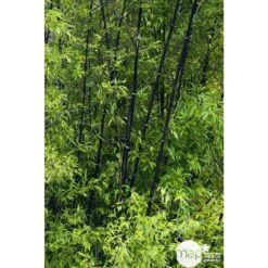 Bambou Moyen Phyllostachys Nigra: Pot De 70 Litres 6 Bambou Moyen Phyllostachys Nigra: Pot De 70 Litres -Emerald Soldes 171356 002