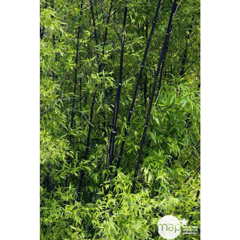 Bambou Moyen Phyllostachys Nigra: Pot De 70 Litres 3 Bambou Moyen Phyllostachys Nigra: Pot De 70 Litres – Image 3