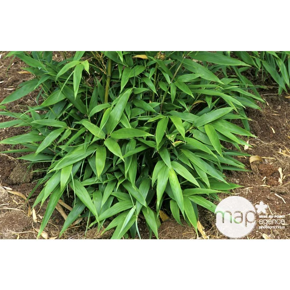 Bambou Moyen Phyllostachys Nigra: Pot De 70 Litres 2 Bambou Moyen Phyllostachys Nigra: Pot De 70 Litres – Image 2