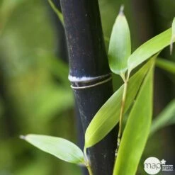 Bambou Moyen Phyllostachys Nigra: Pot De 70 Litres 7 Bambou Moyen Phyllostachys Nigra: Pot De 70 Litres -Emerald Soldes 171356 004