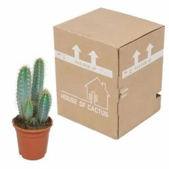 Pilosocereus Azureus - H40cm, ø17cm - Plante D'intérieur -Emerald Soldes 18c76fad916e457c