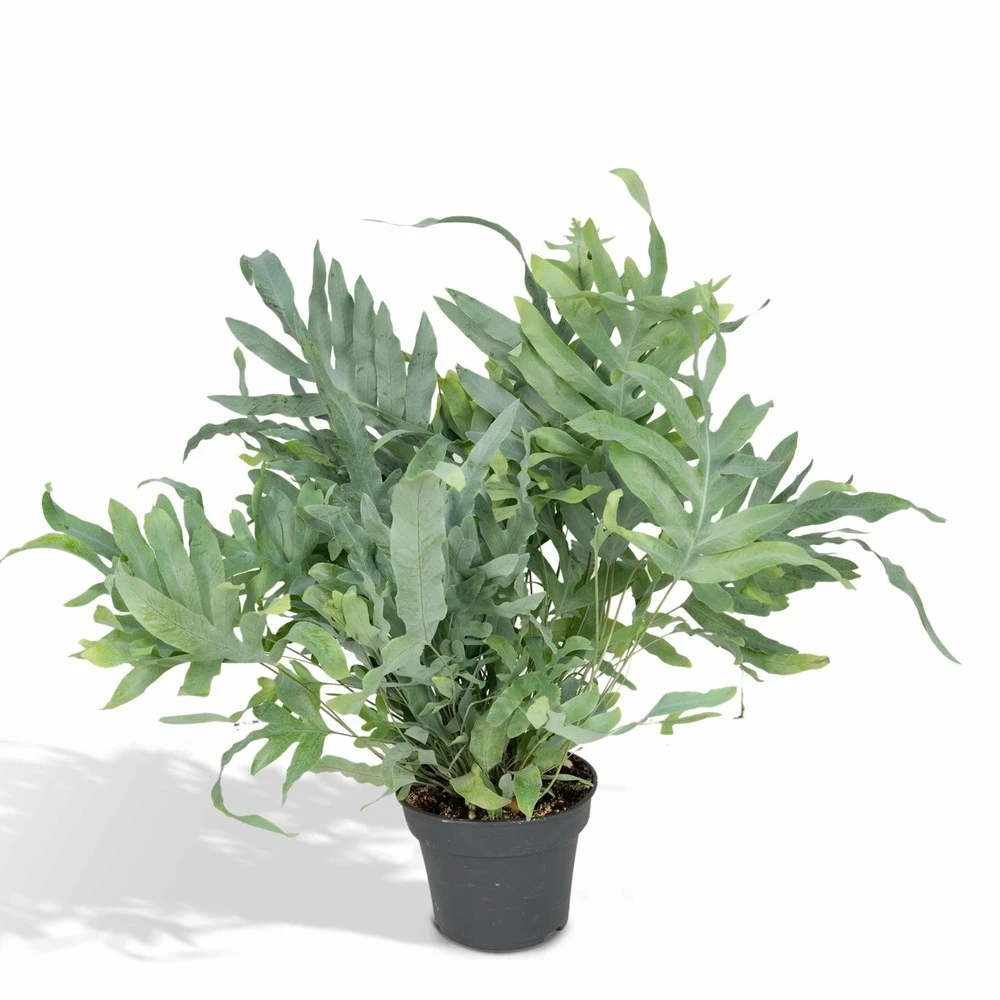L'étoile Bleue - H50cm, ø17cm - Plante D'intérieur 1 L'étoile Bleue - H50cm, ø17cm - Plante D'intérieur
