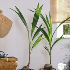 Cocotier Nucifera : Pot H.150cm -Emerald Soldes 19401 002