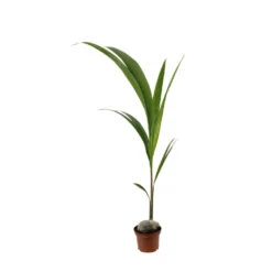 Cocotier Nucifera : Pot H.150cm -Emerald Soldes 19401 004