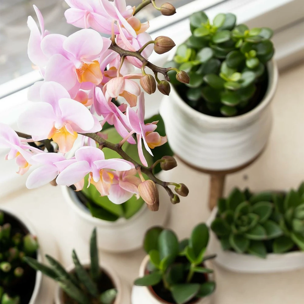 Crassula - H18cm, ø9cm - Plante D'intérieur 2 Crassula - H18cm, ø9cm - Plante D'intérieur – Image 2