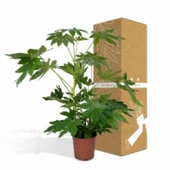Fatsia Japonica Vert - H85cm, ø21cm - Grande Plante D'intérieur -Emerald Soldes 1b46fc7bb29d7307