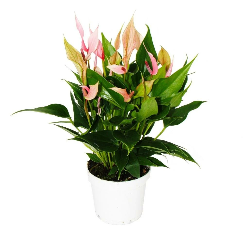 Fleur Flamant Rose - Anthurium Andreanum - Anthurium - Pot 12cm - Petites Fleurs Roses - Lilli 1 Fleur Flamant Rose - Anthurium Andreanum - Anthurium - Pot 12cm - Petites Fleurs Roses - Lilli