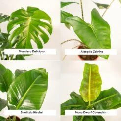Alocasia Zebrina, Monstera Deliciosa, Bananier Musa, Strelitzia Nicolai - Grandes Plantes D'intérieur -Emerald Soldes 1d9891b5fc13f9ec