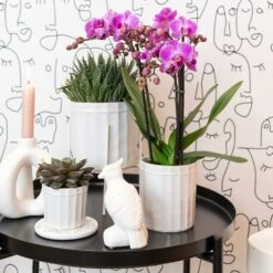 Haworthia - H11cm, ø6cm - Plante D'intérieur -Emerald Soldes 1dcd91ab4fa67002