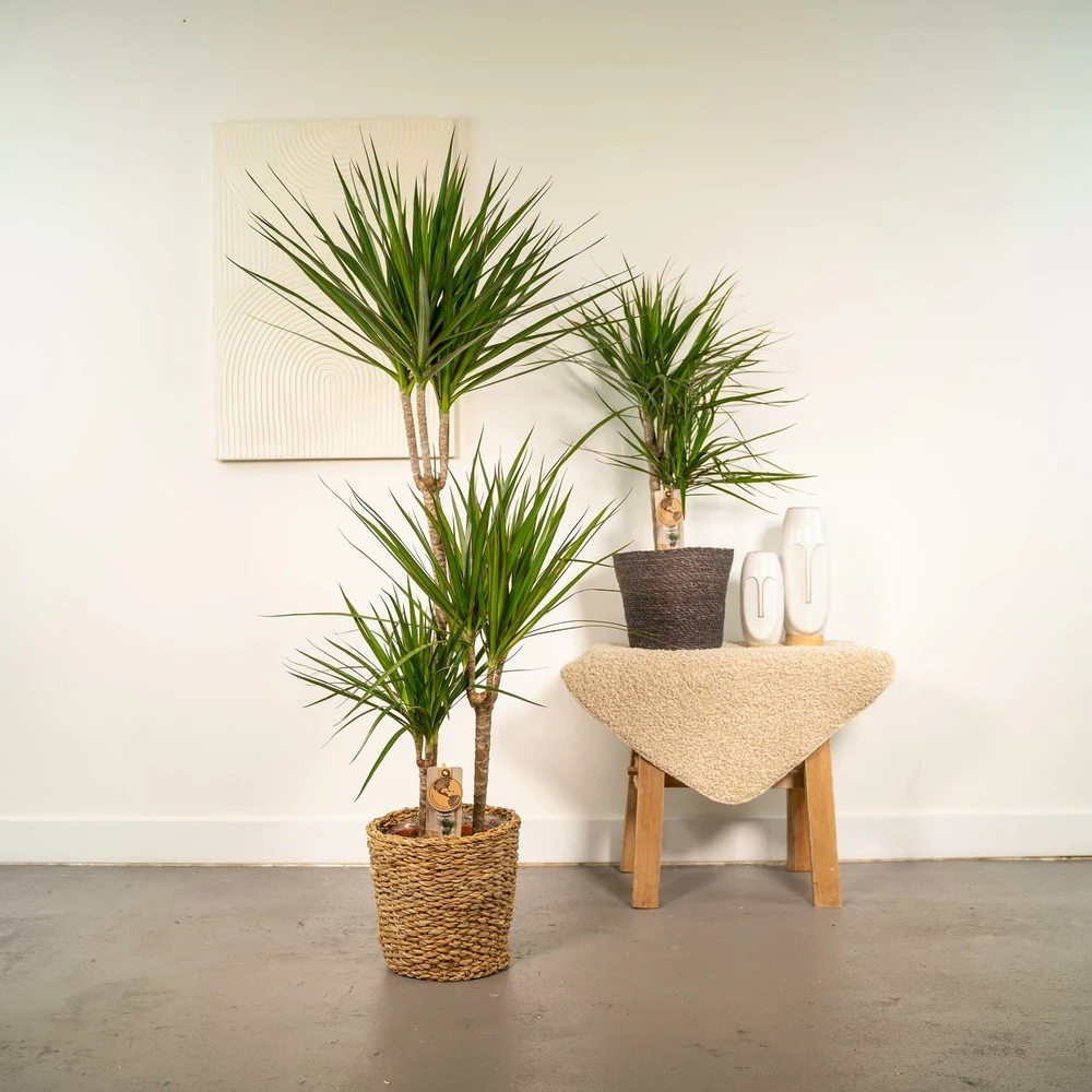 Dracaena Duo De Plantes - Plantes D'intérieur 2 Dracaena Duo De Plantes - Plantes D'intérieur – Image 2