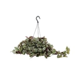 Tradescantia : Suspension Diamètre 18 Cm - Variétés Variables -Emerald Soldes 21071 004