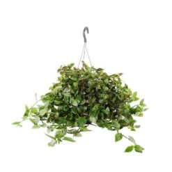 Tradescantia : Suspension Diamètre 18 Cm - Variétés Variables -Emerald Soldes 21071 006