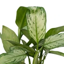 Aglaonema Christina - H30cm, ø12cm - Plante D'intérieur 7 Aglaonema Christina - H30cm, ø12cm - Plante D'intérieur -Emerald Soldes 226315f1022fb16f