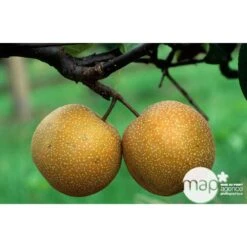 Nashi Hosui Bronze : Gobelet 3 Ans D'âge Ctr 12 Litres 7 Nashi Hosui Bronze : Gobelet 3 Ans D'âge Ctr 12 Litres -Emerald Soldes 228675 003