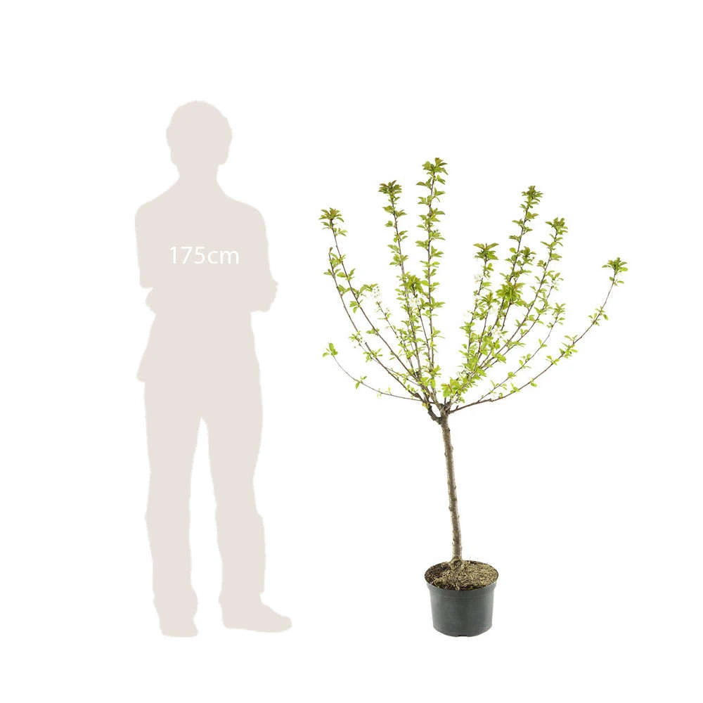 Nashi Hosui Bronze : Gobelet 3 Ans D'âge Ctr 12 Litres 5 Nashi Hosui Bronze : Gobelet 3 Ans D'âge Ctr 12 Litres – Image 5