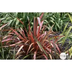 Phormium, Variétés Variables : Pot 4L -Emerald Soldes 228928 001