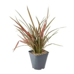 Phormium, Variétés Variables : Pot 4L -Emerald Soldes 228928 003