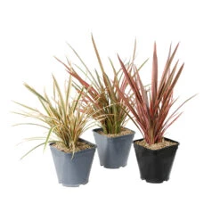 Phormium, Variétés Variables : Pot 4L -Emerald Soldes 228928 1748536
