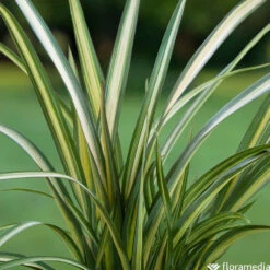 Phormium, Variétés Variables : Pot 4L -Emerald Soldes 228928 2118552