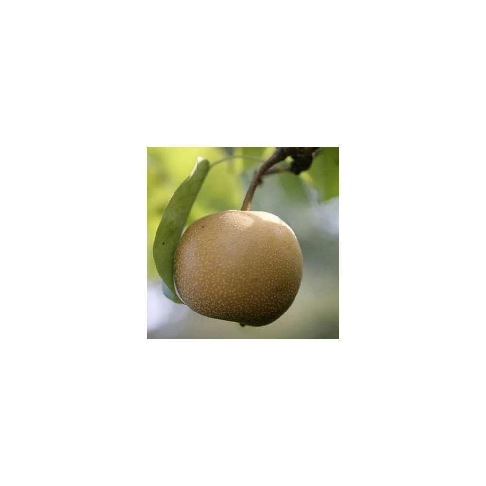 Nashi Nieiseiki : Gobelet Ctr 3 Ans D'âge 4 Nashi Nieiseiki : Gobelet Ctr 3 Ans D'âge – Image 4