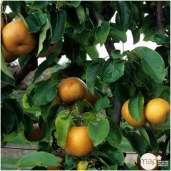 Nashi Nieiseiki : Gobelet Ctr 3 Ans D'âge 6 Nashi Nieiseiki : Gobelet Ctr 3 Ans D'âge -Emerald Soldes 229605 003