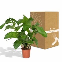 Calathea Network - 30cm, ø14cm - Plante D'intérieur 9 Calathea Network - 30cm, ø14cm - Plante D'intérieur -Emerald Soldes 22fa5bfd66b2222d