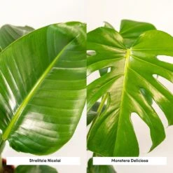 Strelitzia Nicolai, Monstera Deliciosa, Duo De Plantes - Grandes Plantes D'intérieur -Emerald Soldes 234a08022e7bcd88