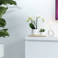 Haworthia Limifolia Et Son Cache-pot Blanc - H16cm, ø9cm - Plante D'intérieur -Emerald Soldes 234d780d32d03d45