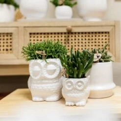 Haworthia Limifolia Et Son Cache-pot Blanc - H16cm, ø9cm - Plante D'intérieur -Emerald Soldes 236755527d1c1a40