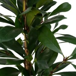 Ficus Cyathistipula - H80cm, ø21cm - Grande Plante D'intérieur -Emerald Soldes 25c4cbfbdb3563c1