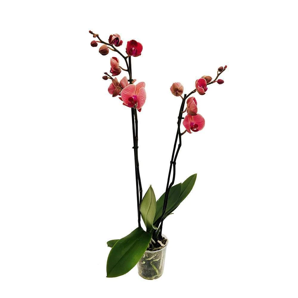 Orchidée Phalaeonopsis 2 Tiges - Pot D.12 Cm 5 Orchidée Phalaeonopsis 2 Tiges - Pot D.12 Cm – Image 5