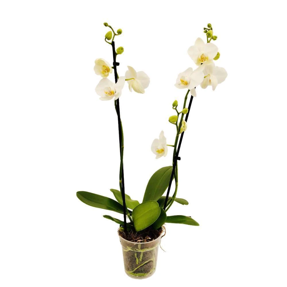 Orchidée Phalaeonopsis 2 Tiges - Pot D.12 Cm 4 Orchidée Phalaeonopsis 2 Tiges - Pot D.12 Cm – Image 4