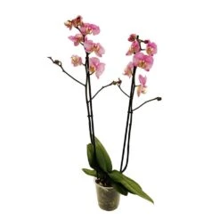 Orchidée Phalaeonopsis 2 Tiges - Pot D.12 Cm 9 Orchidée Phalaeonopsis 2 Tiges - Pot D.12 Cm -Emerald Soldes 261303 019