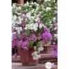 Bougainvillea : Pyramide D17cm