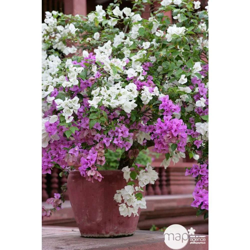 Bougainvillea : Pyramide D17cm 1 Bougainvillea : Pyramide D17cm