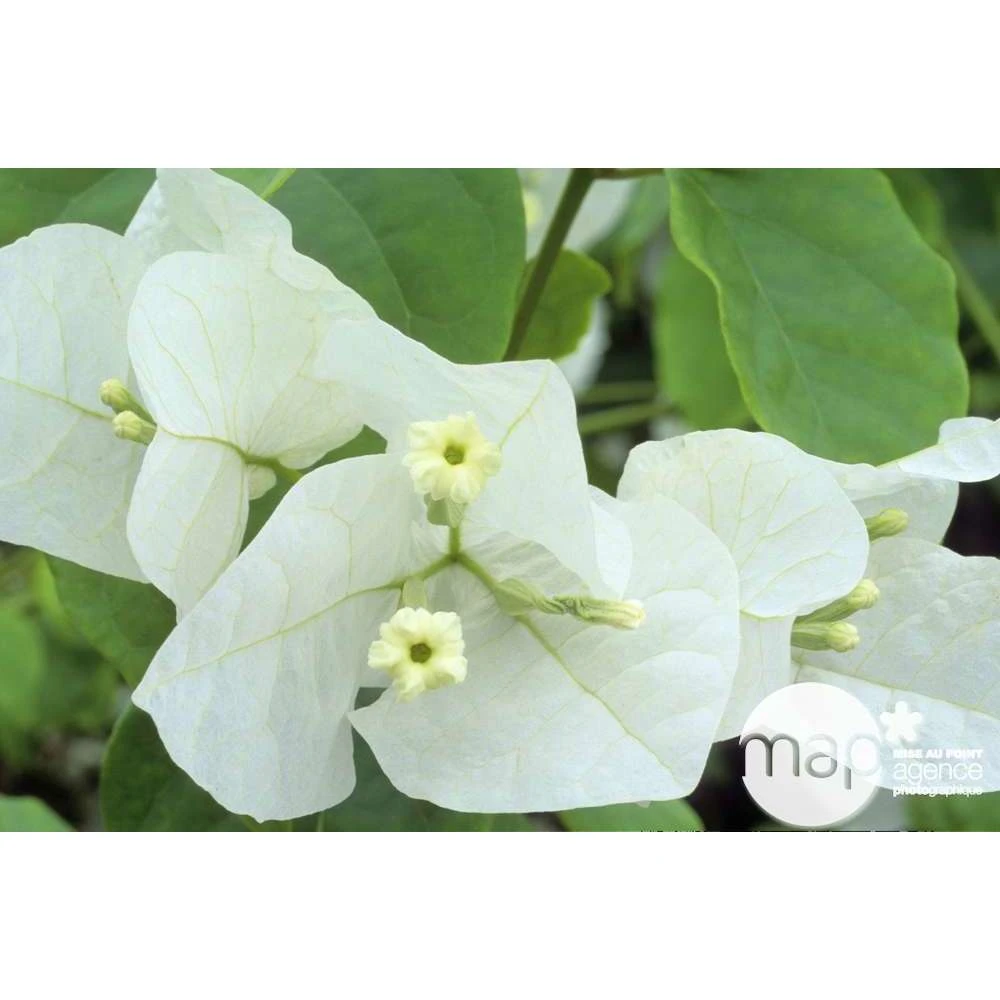 Bougainvillea : Pyramide D17cm 2 Bougainvillea : Pyramide D17cm – Image 2
