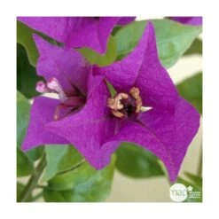 Bougainvillea : Pyramide D17cm 6 Bougainvillea : Pyramide D17cm -Emerald Soldes 277986 003