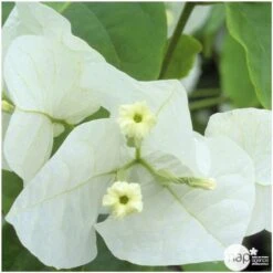 Bougainvillea : Pyramide D17cm 7 Bougainvillea : Pyramide D17cm -Emerald Soldes 277986 004